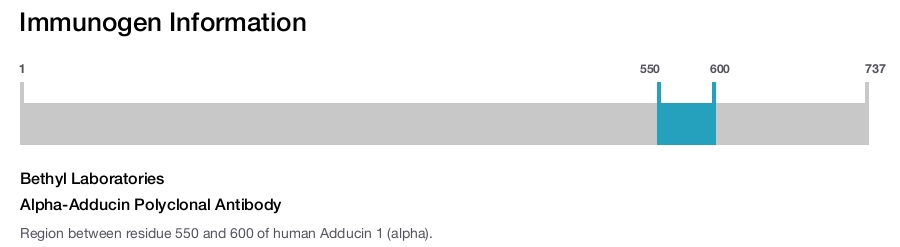 Alpha-Adducin Polyclonal Antibody