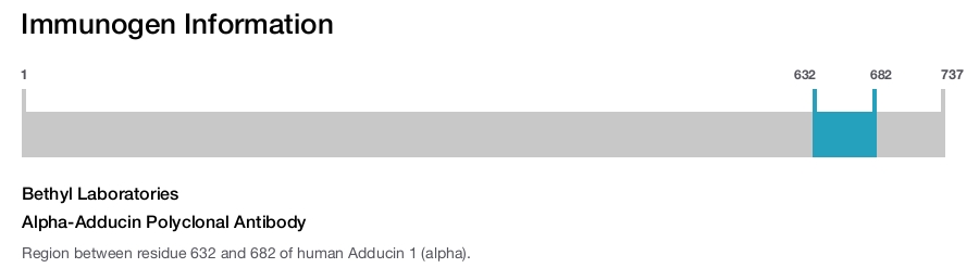 Alpha-Adducin Polyclonal Antibody