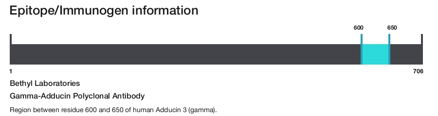 Gamma-Adducin Polyclonal Antibody