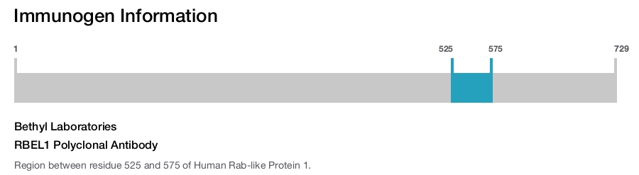 RBEL1 Polyclonal Antibody