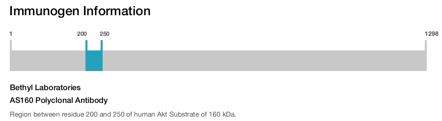 AS160 Polyclonal Antibody