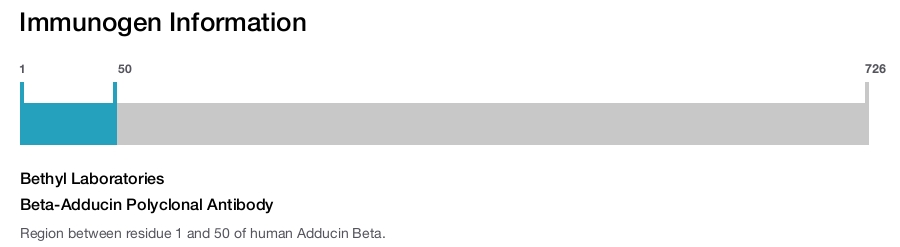 Beta-Adducin Polyclonal Antibody