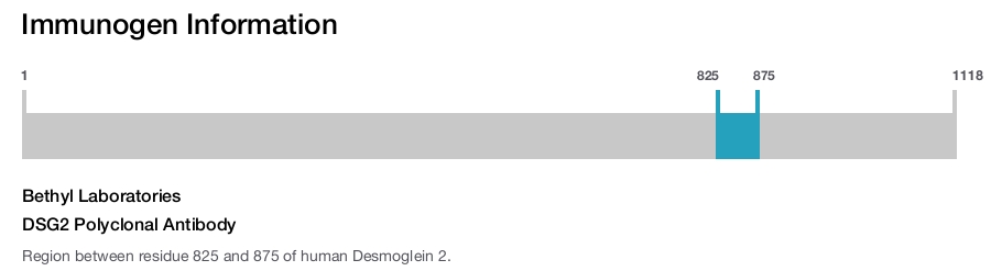 DSG2 Polyclonal Antibody