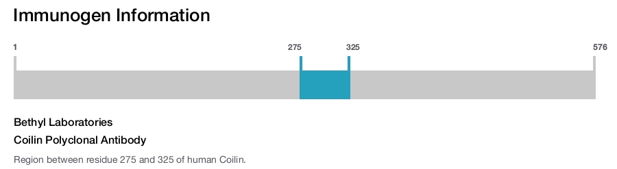 Coilin Polyclonal Antibody