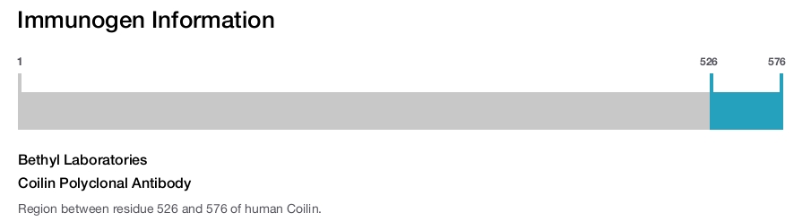 Coilin Polyclonal Antibody