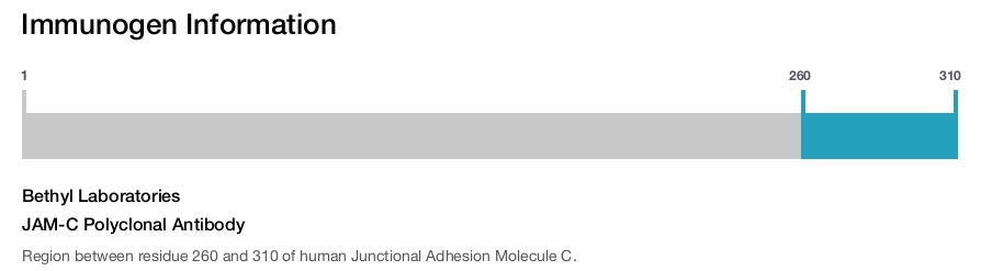 JAM-C Polyclonal Antibody