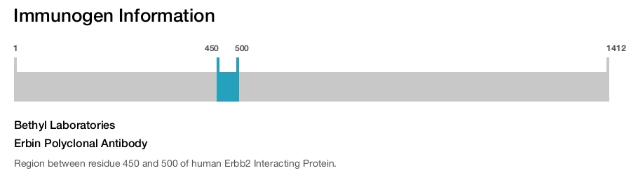Erbin Polyclonal Antibody