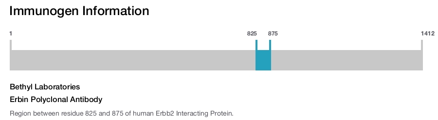 Erbin Polyclonal Antibody