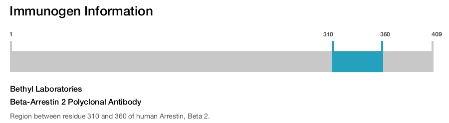 Beta-Arrestin 2 Polyclonal Antibody