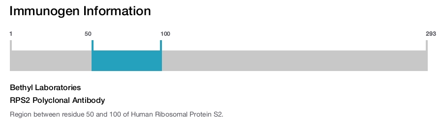 RPS2 Polyclonal Antibody