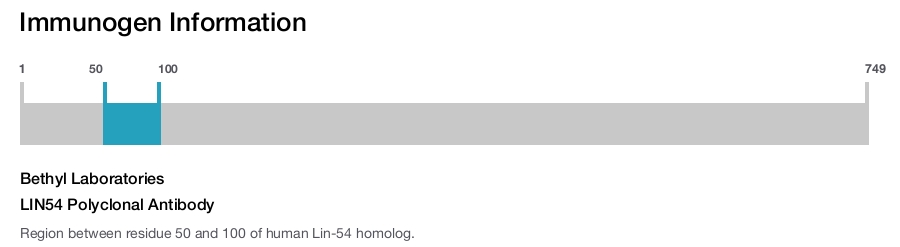 LIN54 Polyclonal Antibody