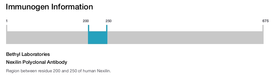 Nexilin Polyclonal Antibody