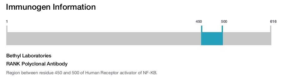RANK Polyclonal Antibody