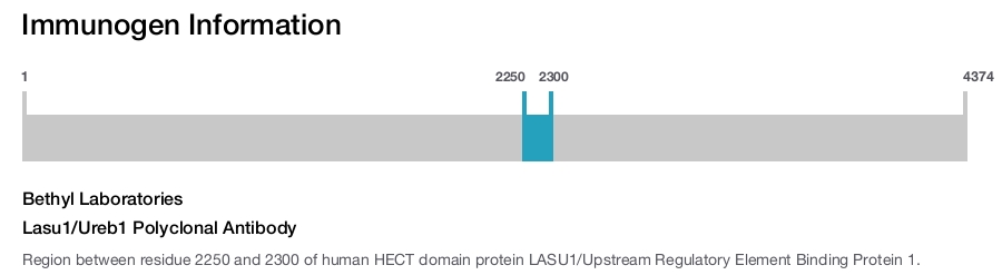 Lasu1/Ureb1 Polyclonal Antibody