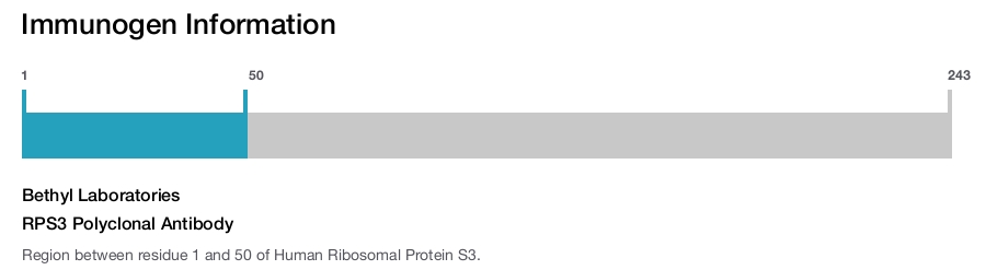 RPS3 Polyclonal Antibody