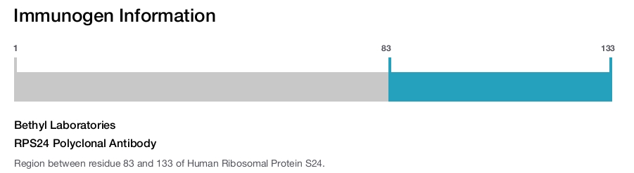 RPS24 Polyclonal Antibody