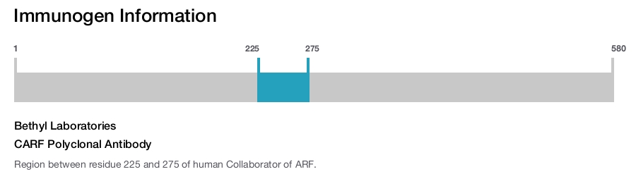 CARF Polyclonal Antibody