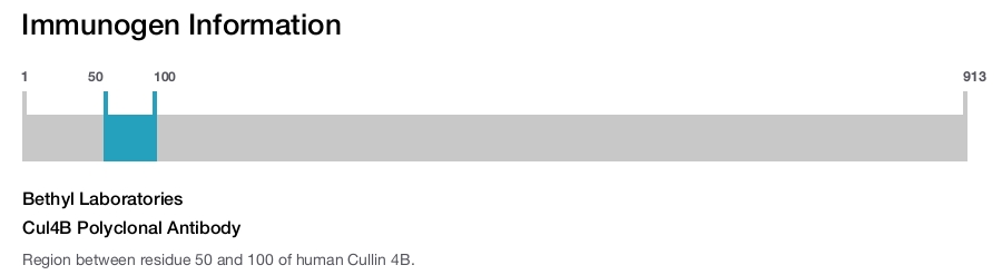Cul4B Polyclonal Antibody