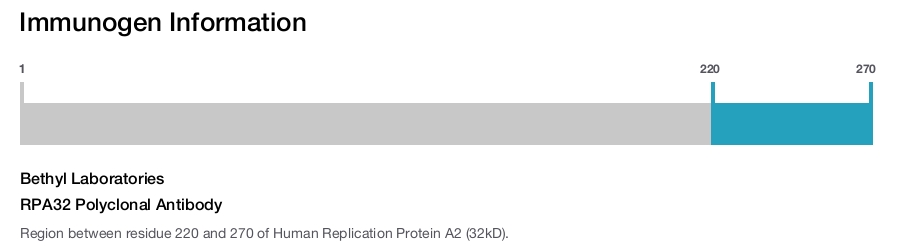 RPA32 Polyclonal Antibody