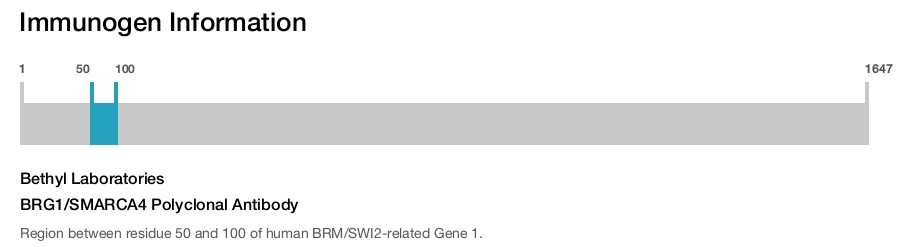 BRG1/SMARCA4 Polyclonal Antibody