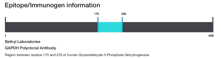 GAPDH Polyclonal Antibody
