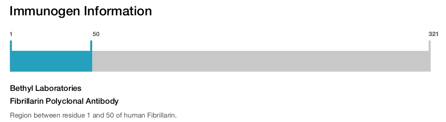 Fibrillarin Polyclonal Antibody