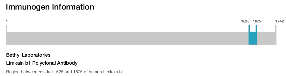 Limkain b1 Polyclonal Antibody