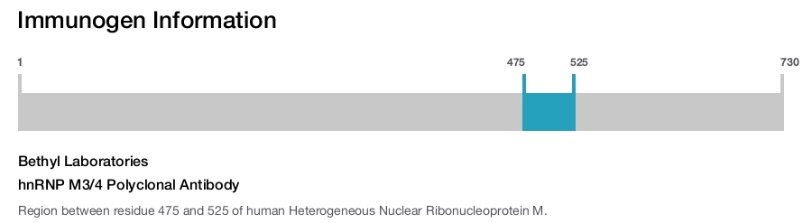 hnRNP M3/4 Polyclonal Antibody