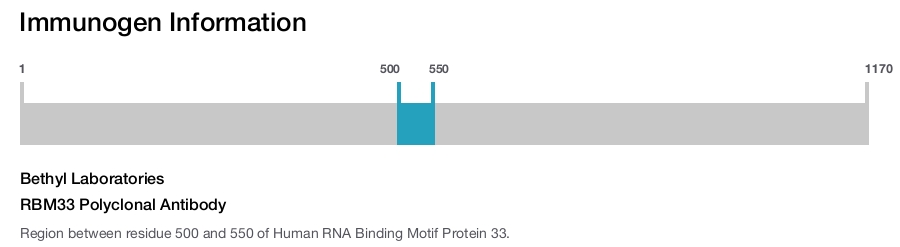 RBM33 Polyclonal Antibody