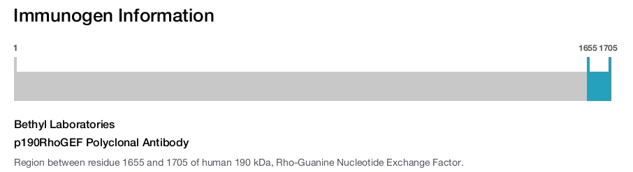 p190RhoGEF Polyclonal Antibody