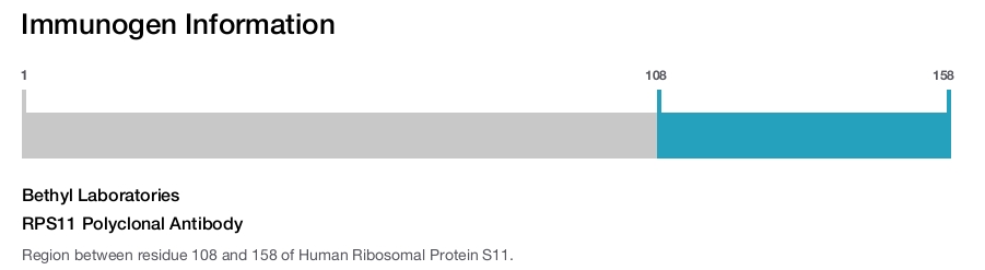 RPS11 Polyclonal Antibody