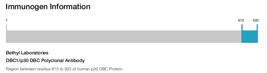 DBC1/p30 DBC Polyclonal Antibody