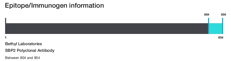 SBP2 Polyclonal Antibody