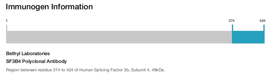 SF3B4 Polyclonal Antibody