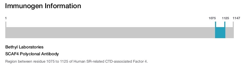 SCAF4 Polyclonal Antibody