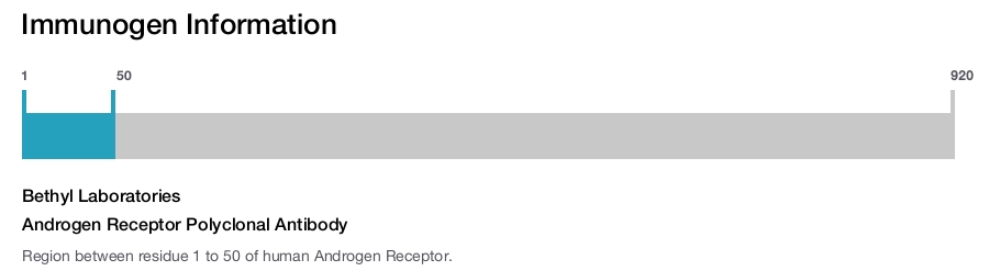 Androgen Receptor Polyclonal Antibody