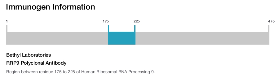 RRP9 Polyclonal Antibody