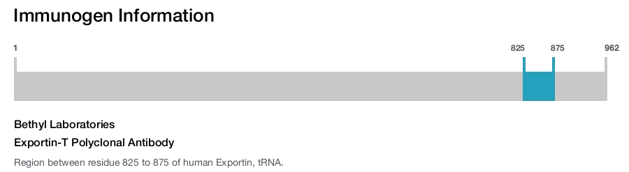 Exportin-T Polyclonal Antibody
