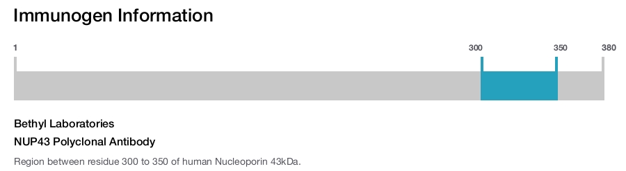 NUP43 Polyclonal Antibody