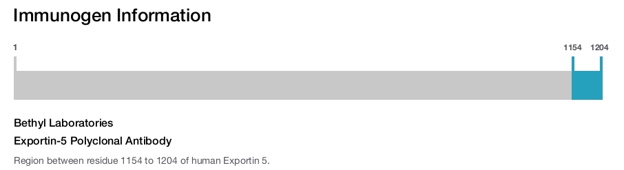 Exportin-5 Polyclonal Antibody