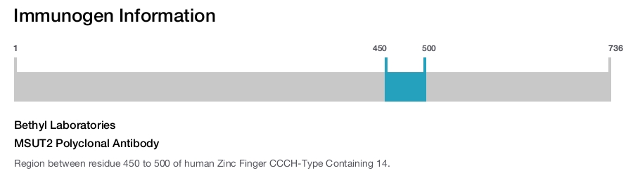 MSUT2 Polyclonal Antibody