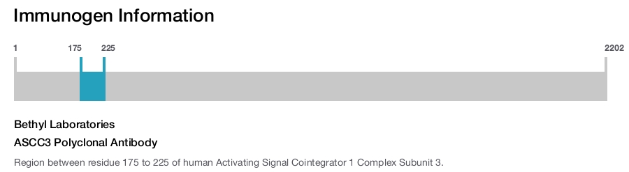 ASCC3 Polyclonal Antibody