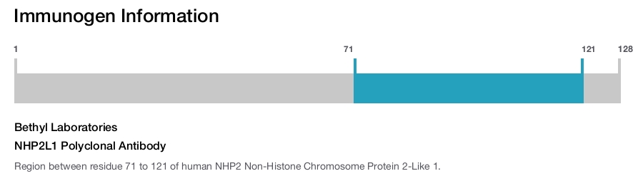 NHP2L1 Polyclonal Antibody