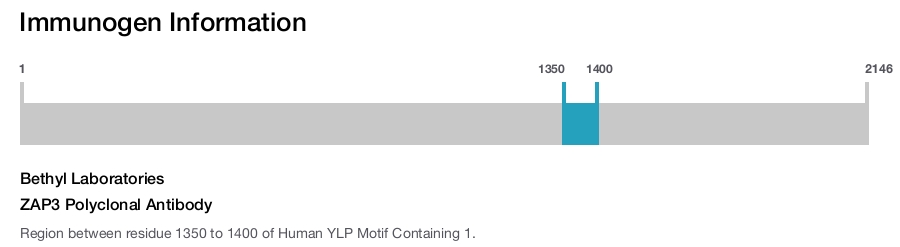 ZAP3 Polyclonal Antibody