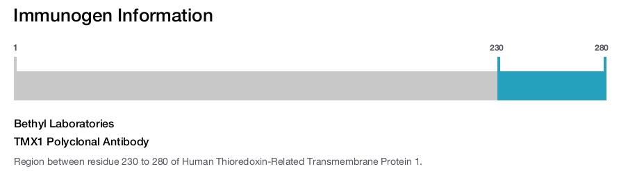 TMX1 Polyclonal Antibody