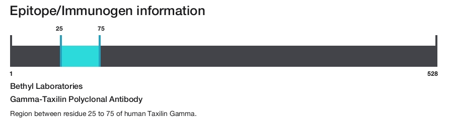 Gamma-Taxilin Polyclonal Antibody