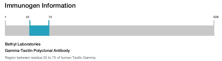Gamma-Taxilin Polyclonal Antibody