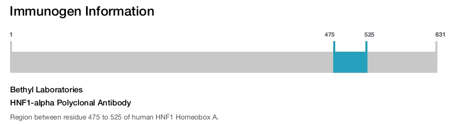 HNF1-alpha Polyclonal Antibody