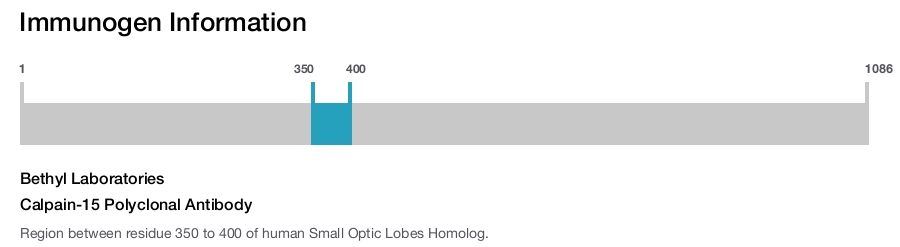 Calpain-15 Polyclonal Antibody