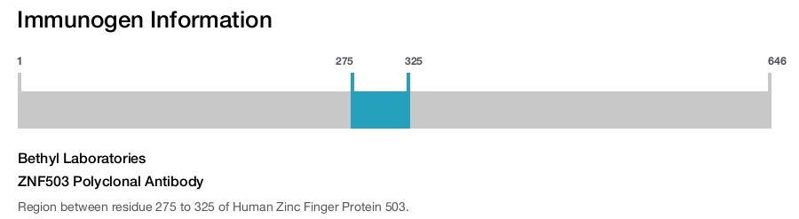 ZNF503 Polyclonal Antibody